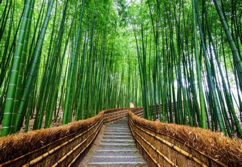 A Floresta de Bambu de Deyang: Um Paraíso Verde e um Labirinto Encantador!